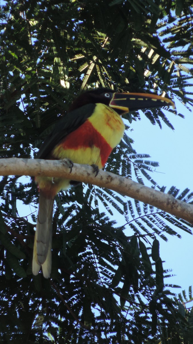 Chestnut-eared Aracari - ML638182574