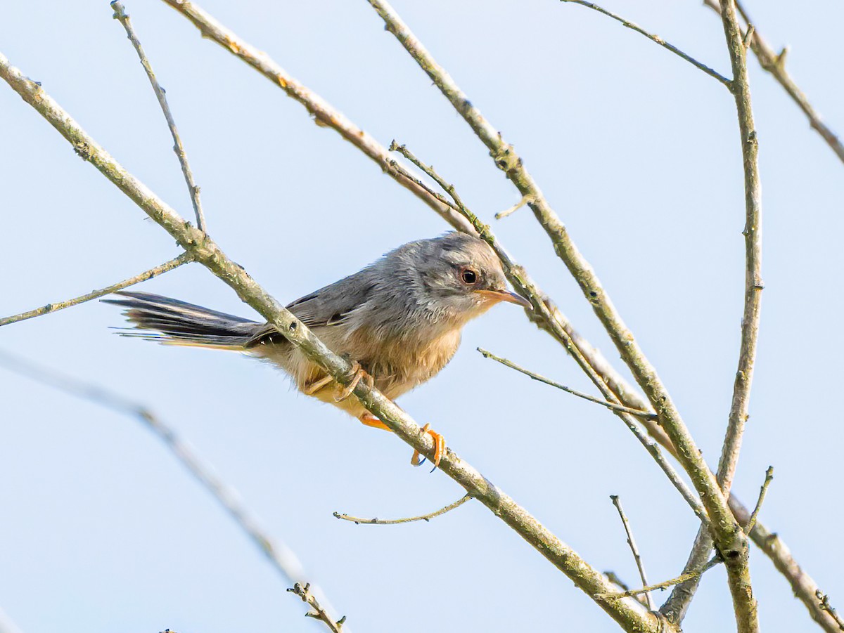 Dartford Warbler - ML638182577
