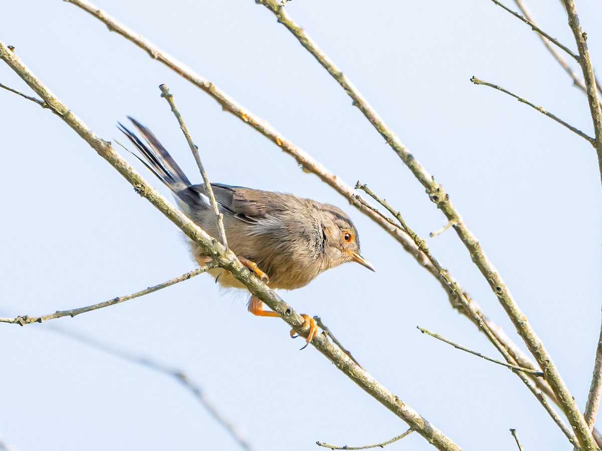 Dartford Warbler - ML638182579