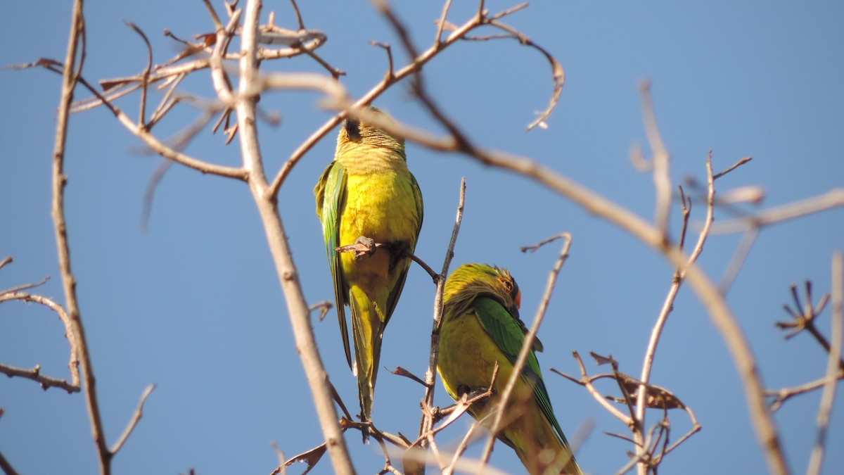 Peach-fronted Parakeet - ML638182594