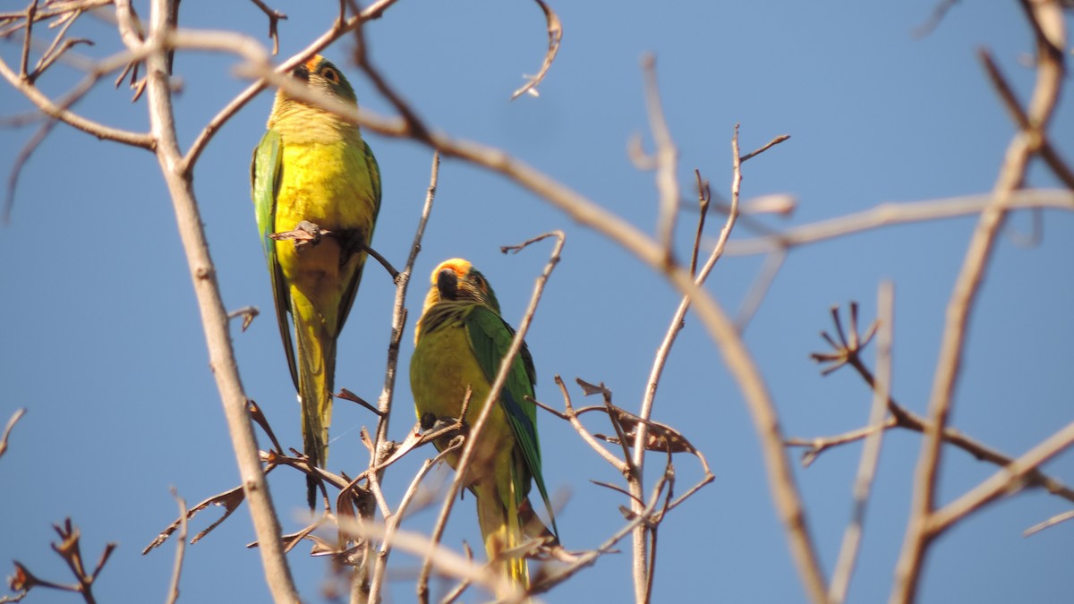 Peach-fronted Parakeet - ML638182595