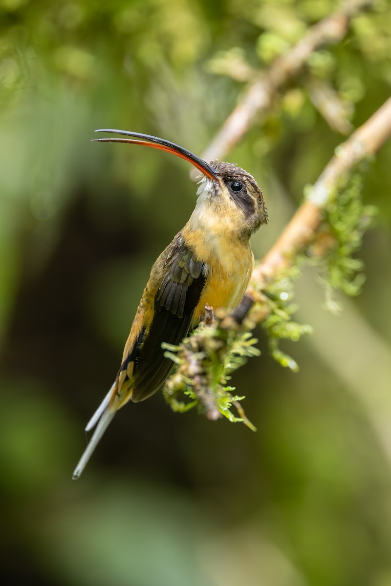 Tawny-bellied Hermit - ML638182610