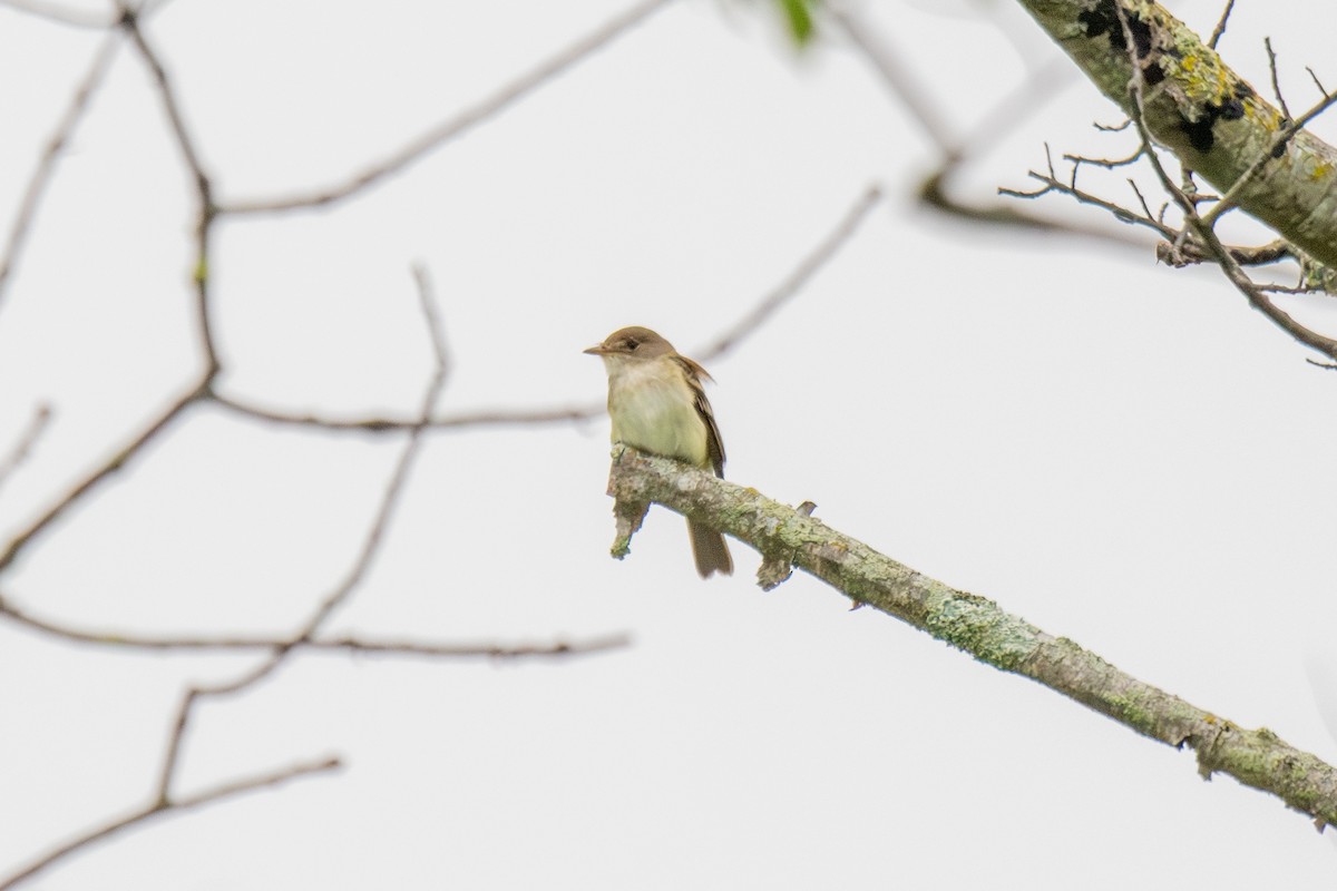 Willow Flycatcher - ML638182613