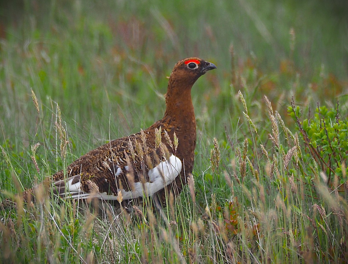 Willow Ptarmigan - ML638182622