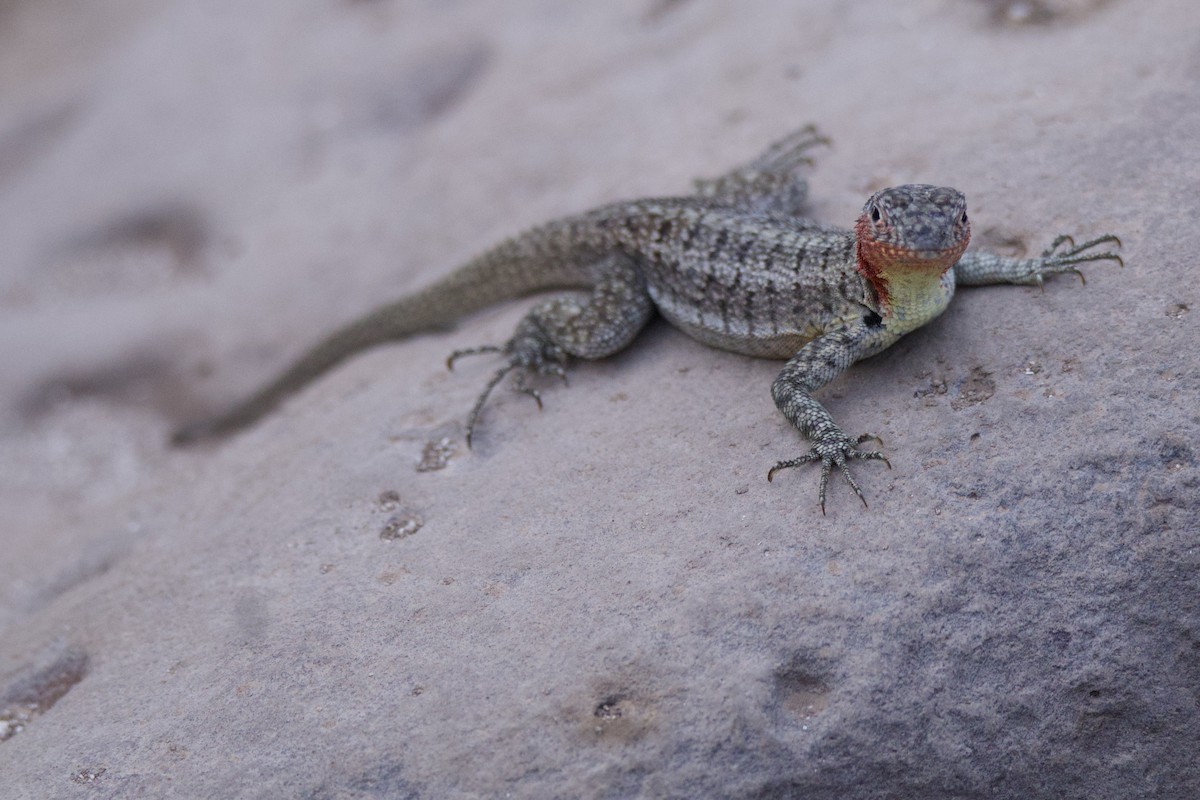 Santa Fe Lava Lizard - ML638182631