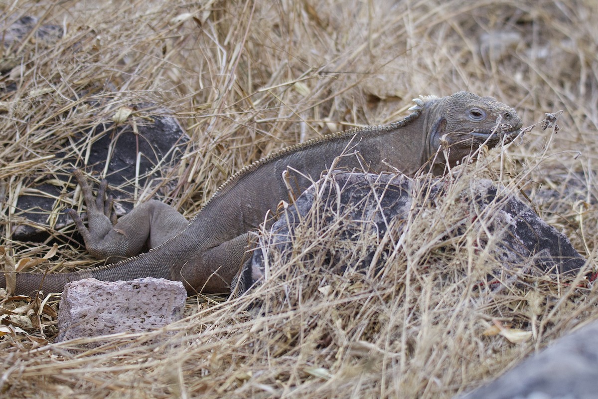 Santa Fe Land Iguana - ML638182633