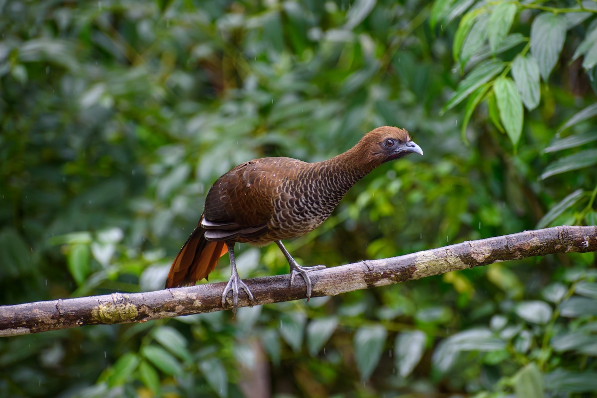 Scaled Chachalaca - ML638182644
