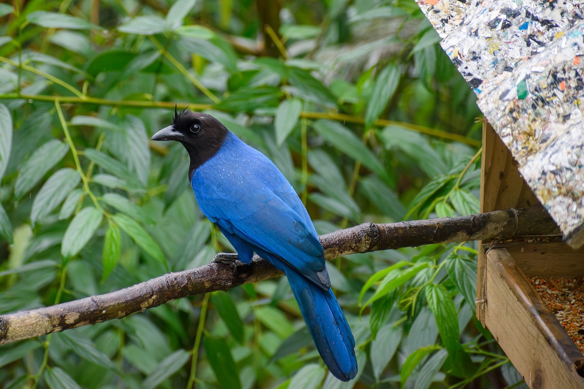 Azure Jay - ML638182648