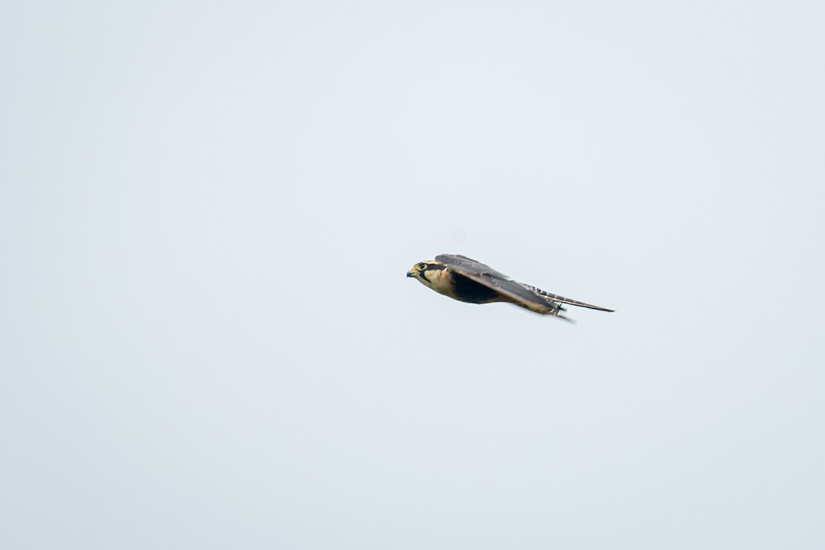 Aplomado Falcon - ML638182671
