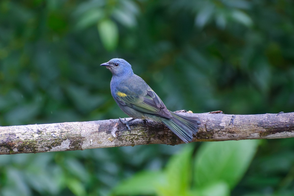 Golden-chevroned Tanager - ML638182686