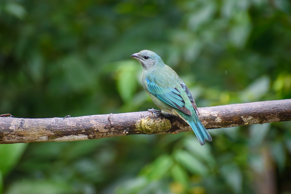 Azure-shouldered Tanager - ML638182688