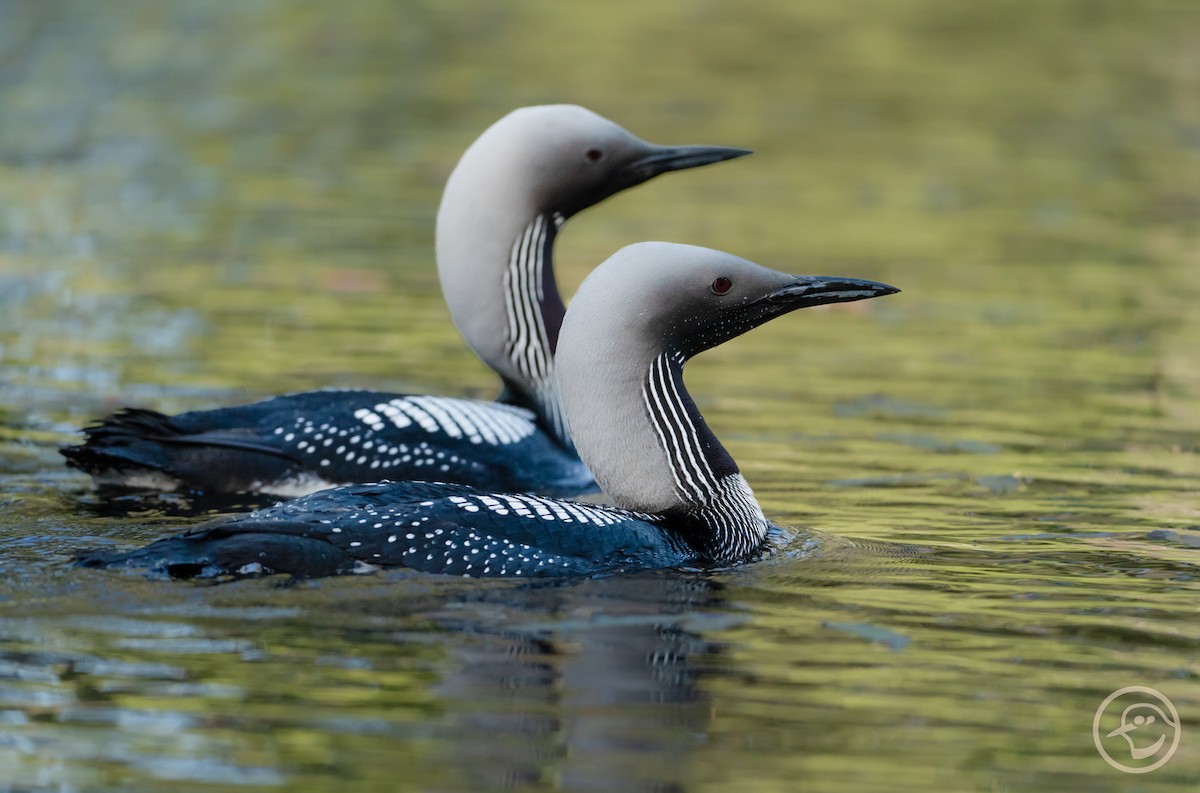Arctic Loon - ML638182711