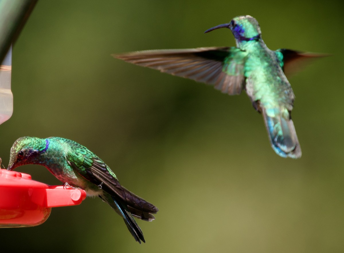 Lesser Violetear - ML638182716