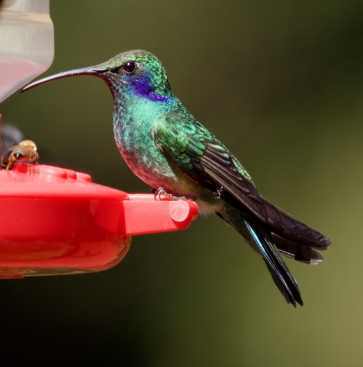 Lesser Violetear - ML638182717