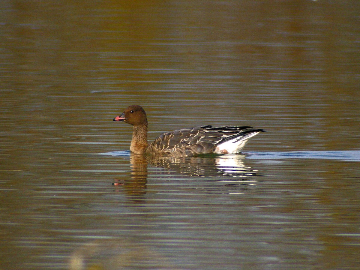 Pink-footed Goose - ML638182719