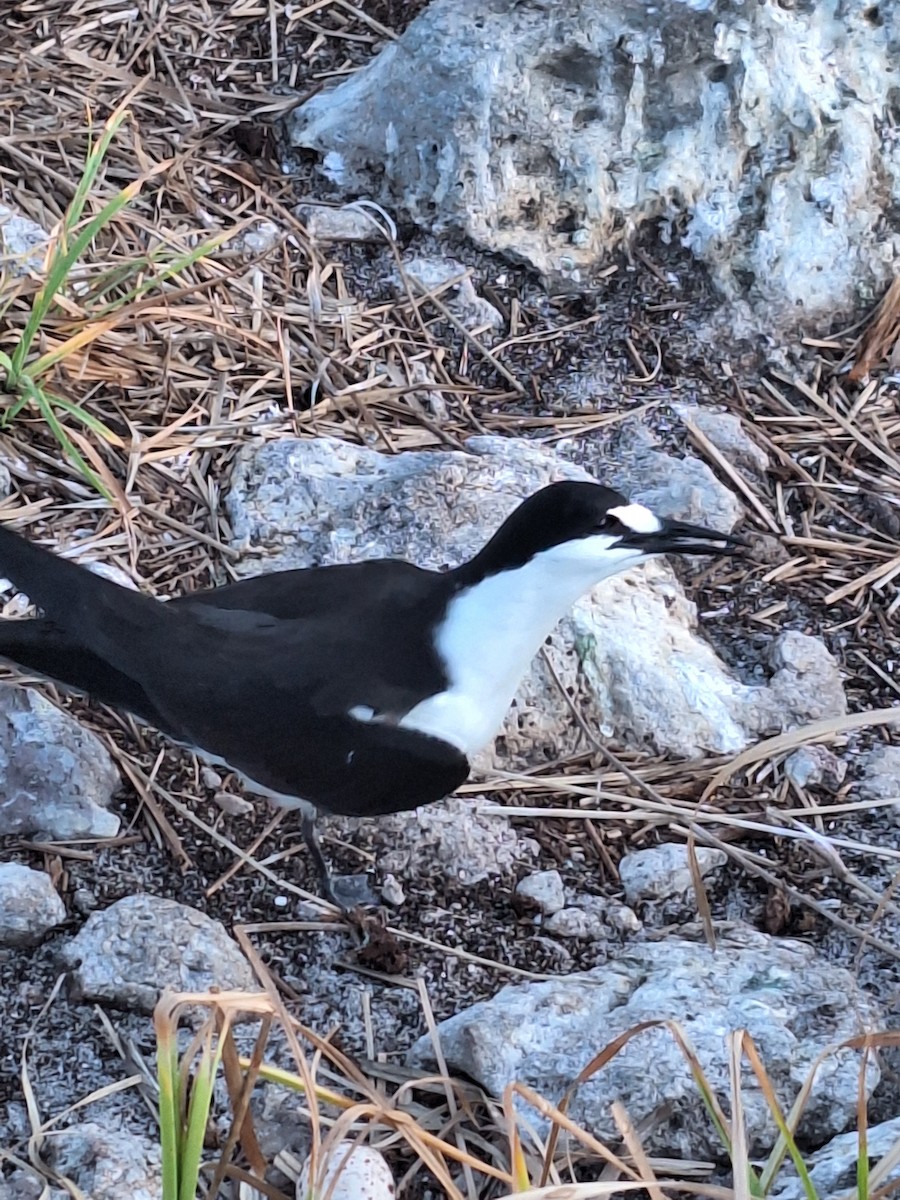 Sooty Tern - ML638182720