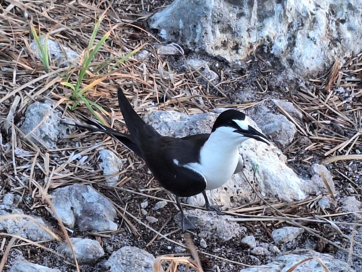 Sooty Tern - ML638182721