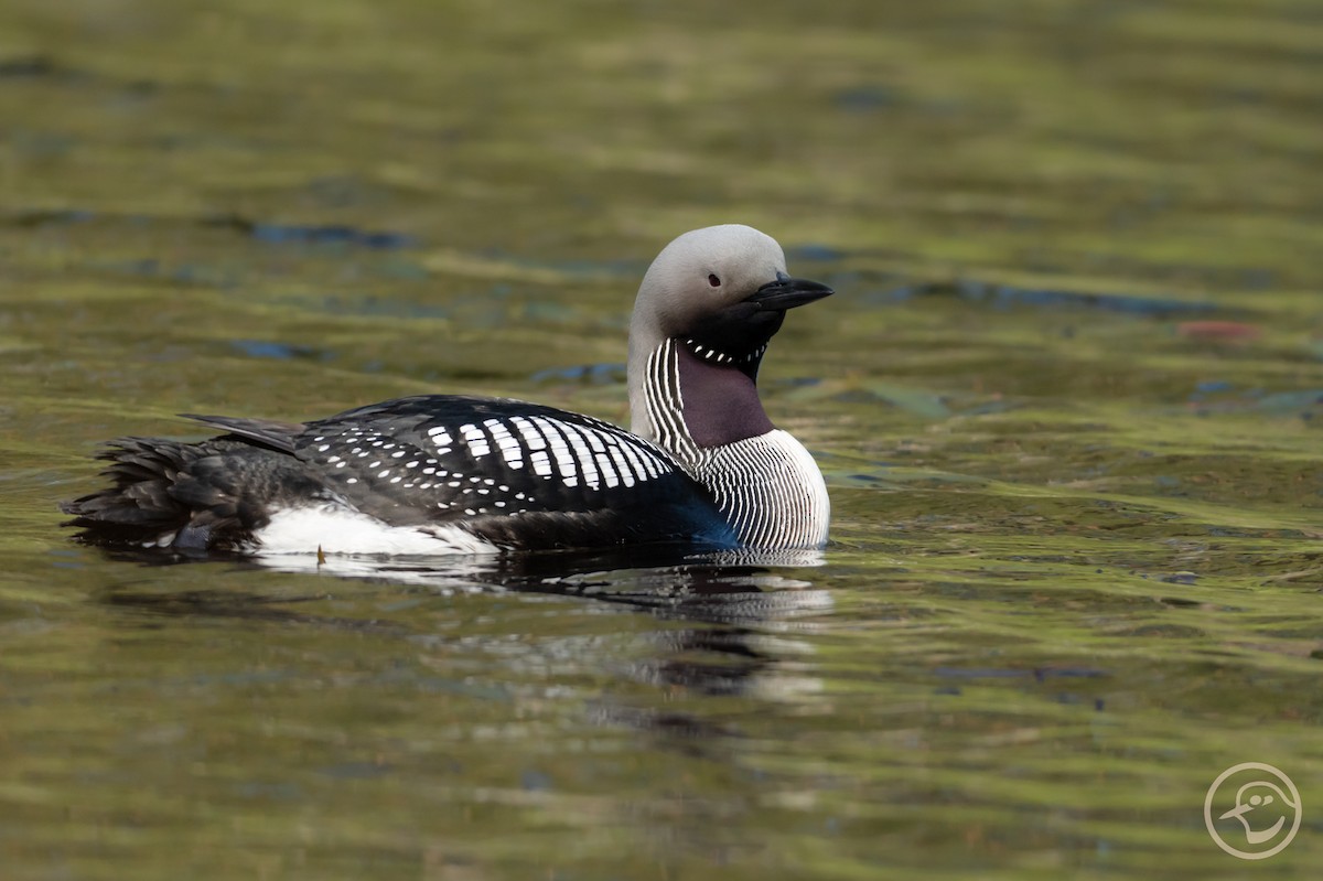 Arctic Loon - ML638182724