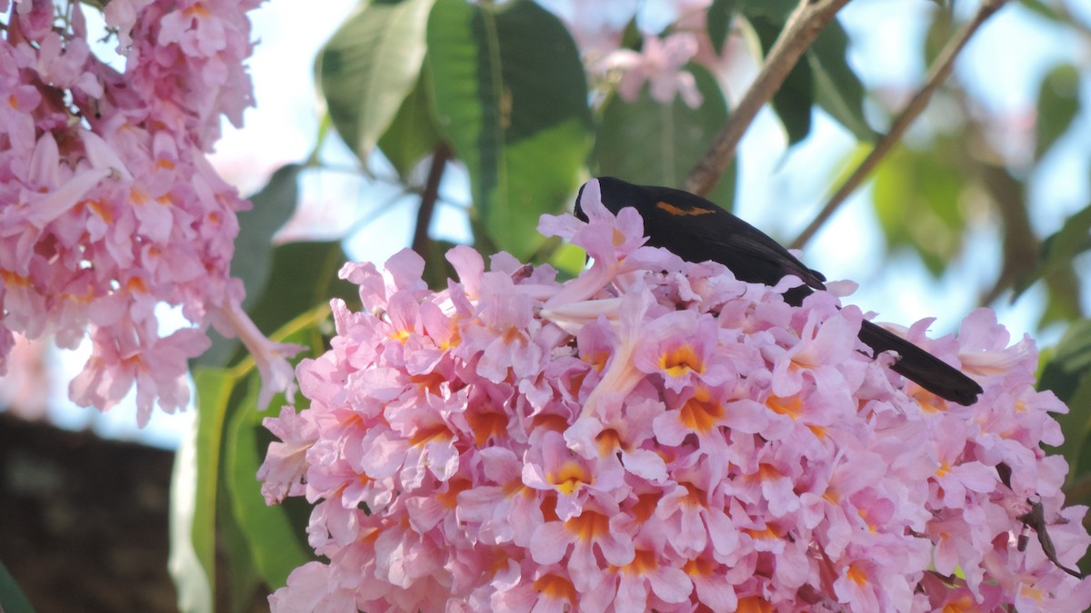 Variable Oriole - ML638182736