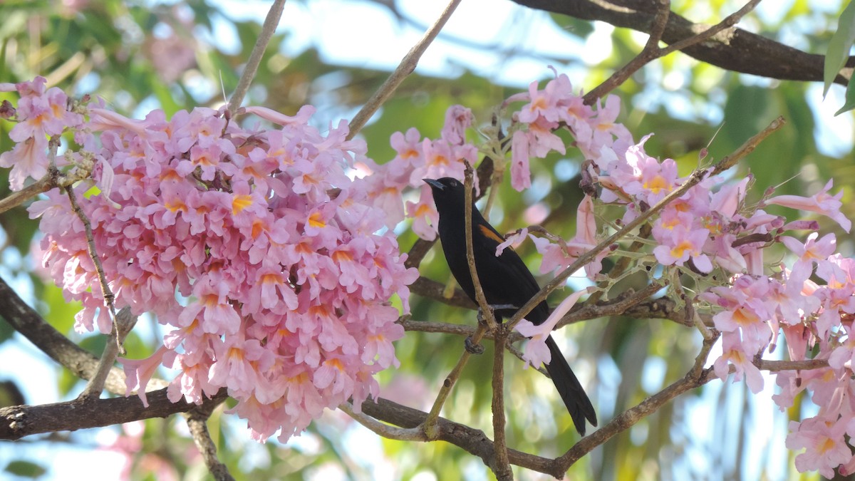 Variable Oriole - ML638182737
