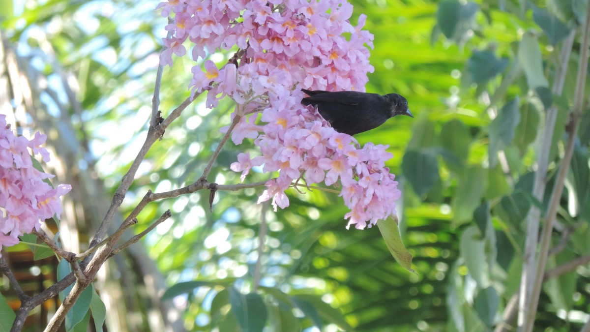 Variable Oriole - ML638182738