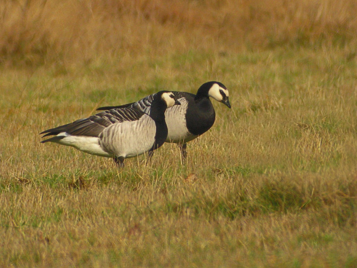 Barnacle Goose - ML638182739