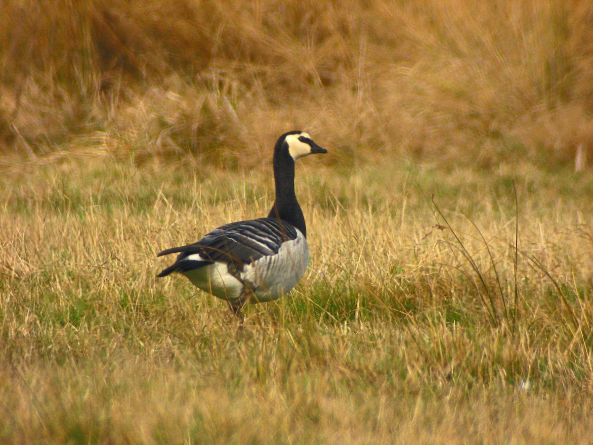 Barnacle Goose - ML638182740