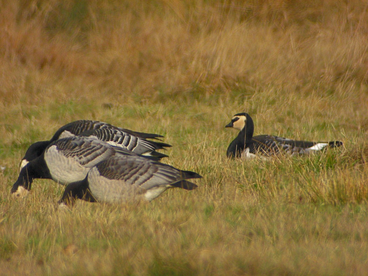 Barnacle Goose - ML638182741
