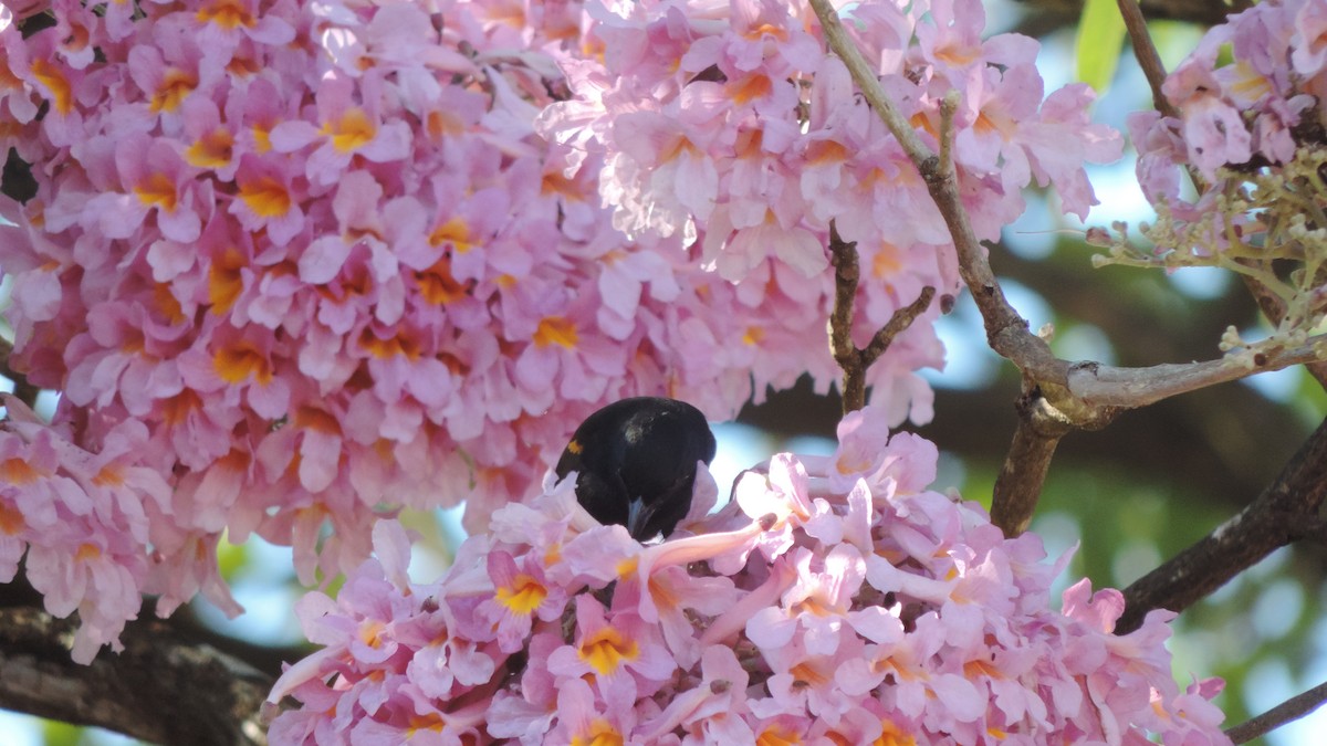 Variable Oriole - ML638182742