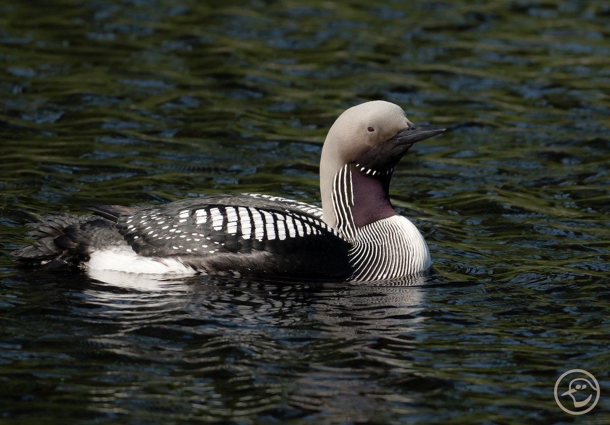 Arctic Loon - ML638182744