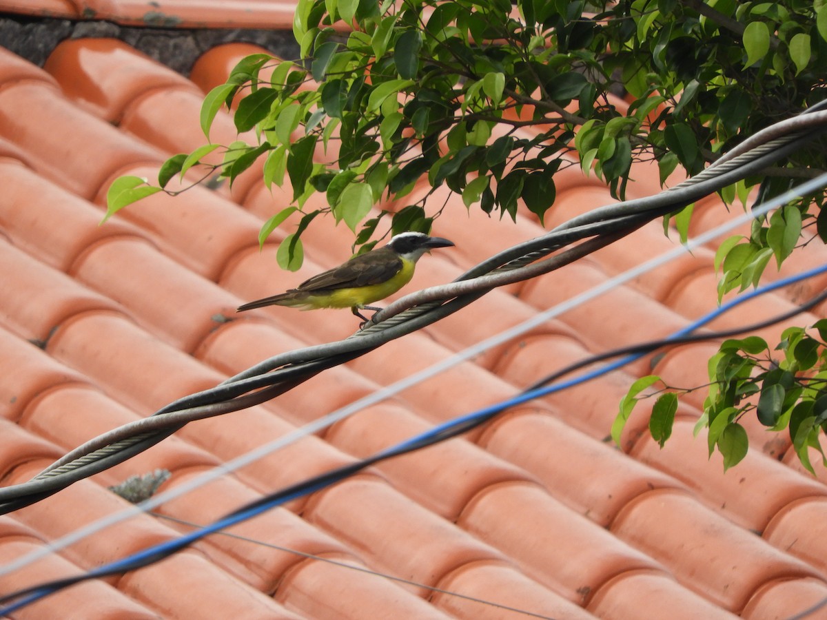 Boat-billed Flycatcher - ML638182757