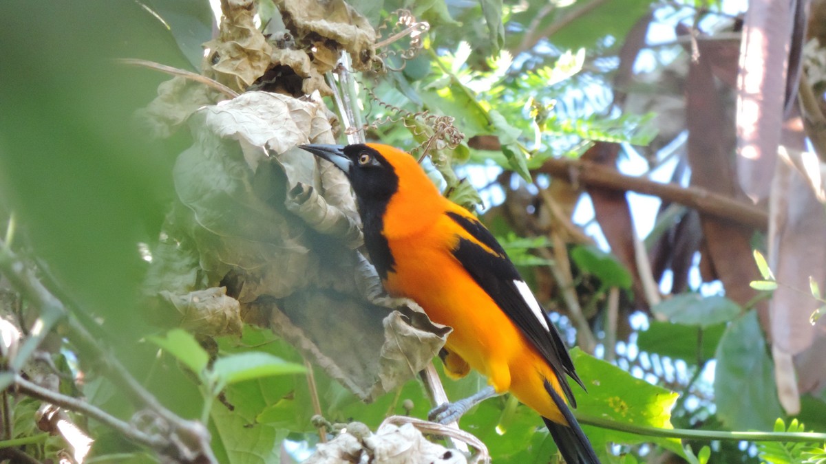 Orange-backed Troupial - ML638182763