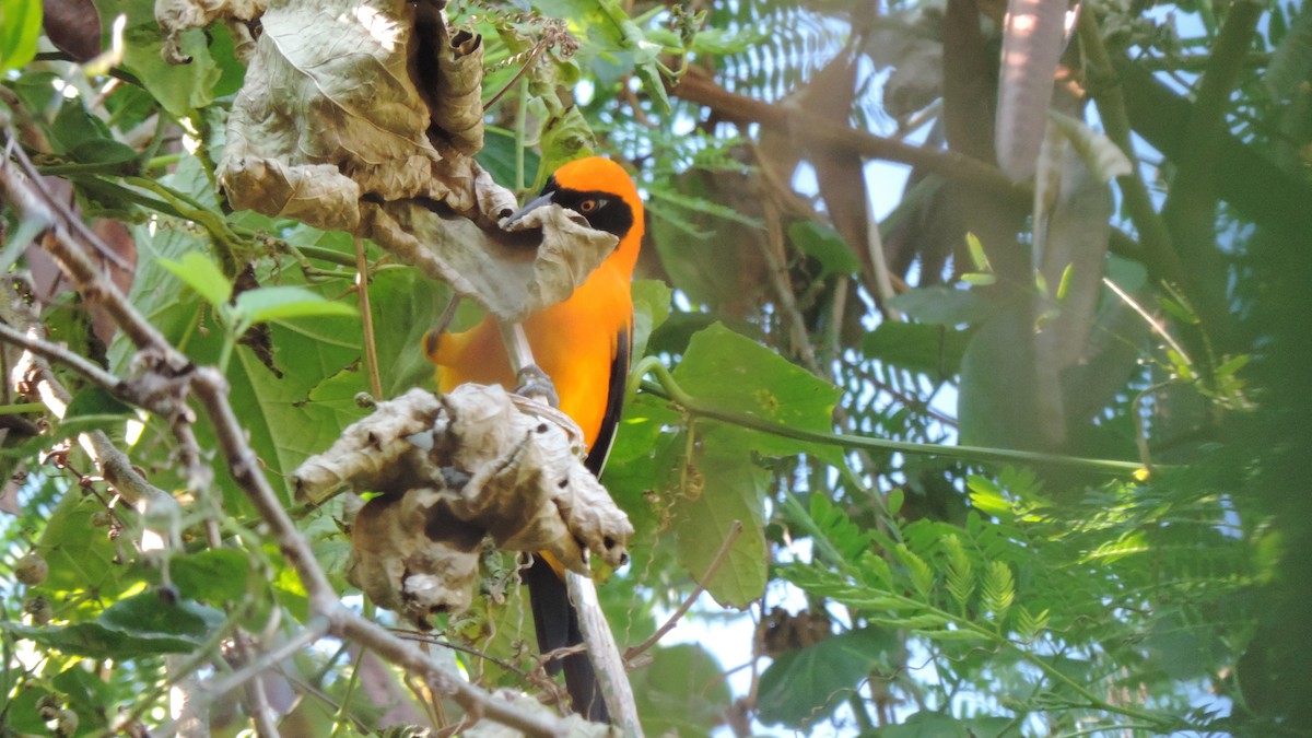 Orange-backed Troupial - ML638182764