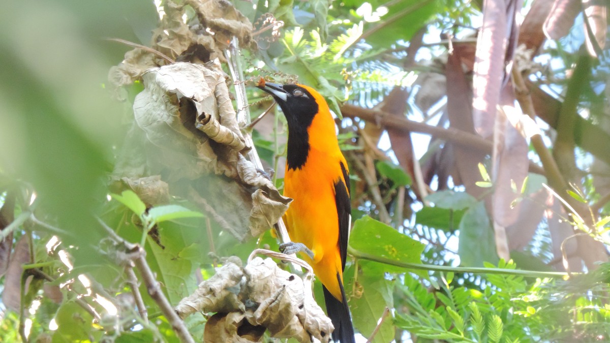 Orange-backed Troupial - ML638182766