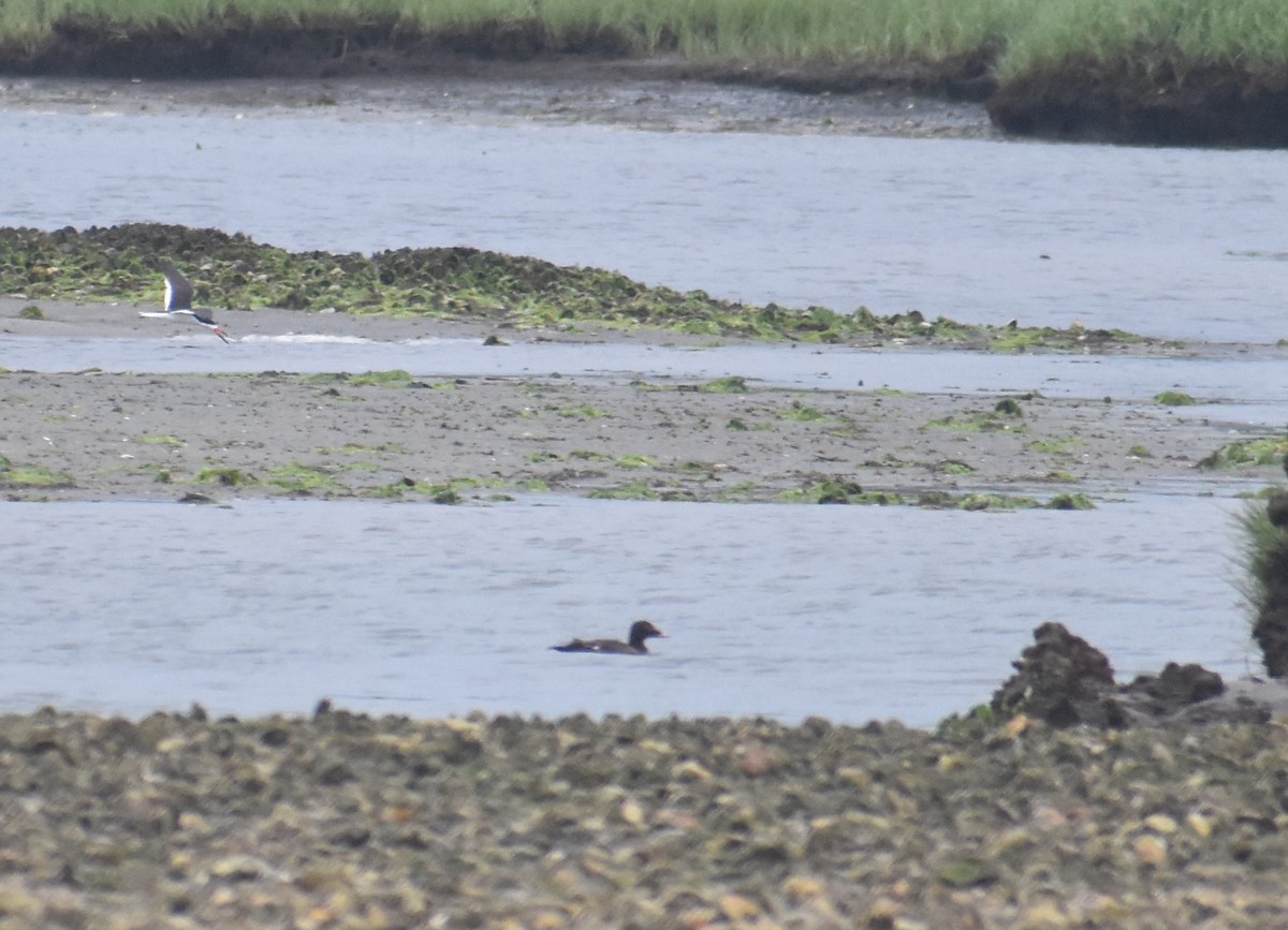 White-winged Scoter - ML638182790