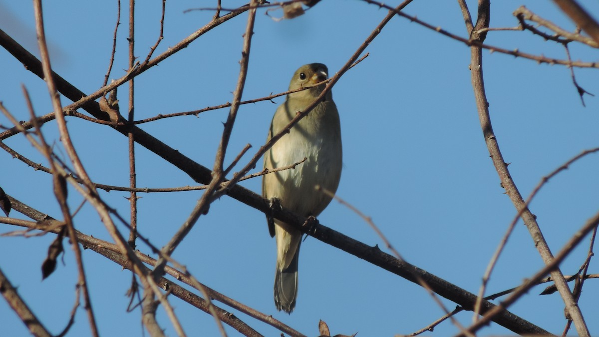 Double-collared Seedeater - ML638182806