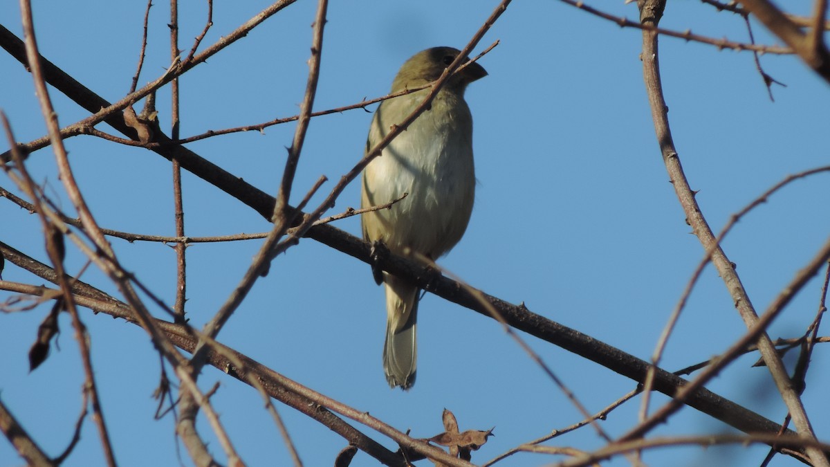 Double-collared Seedeater - ML638182807
