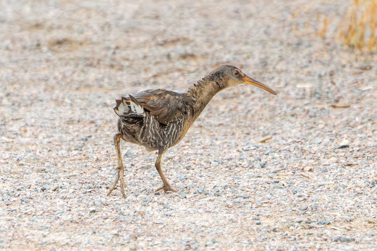 Clapper Rail - ML638182842