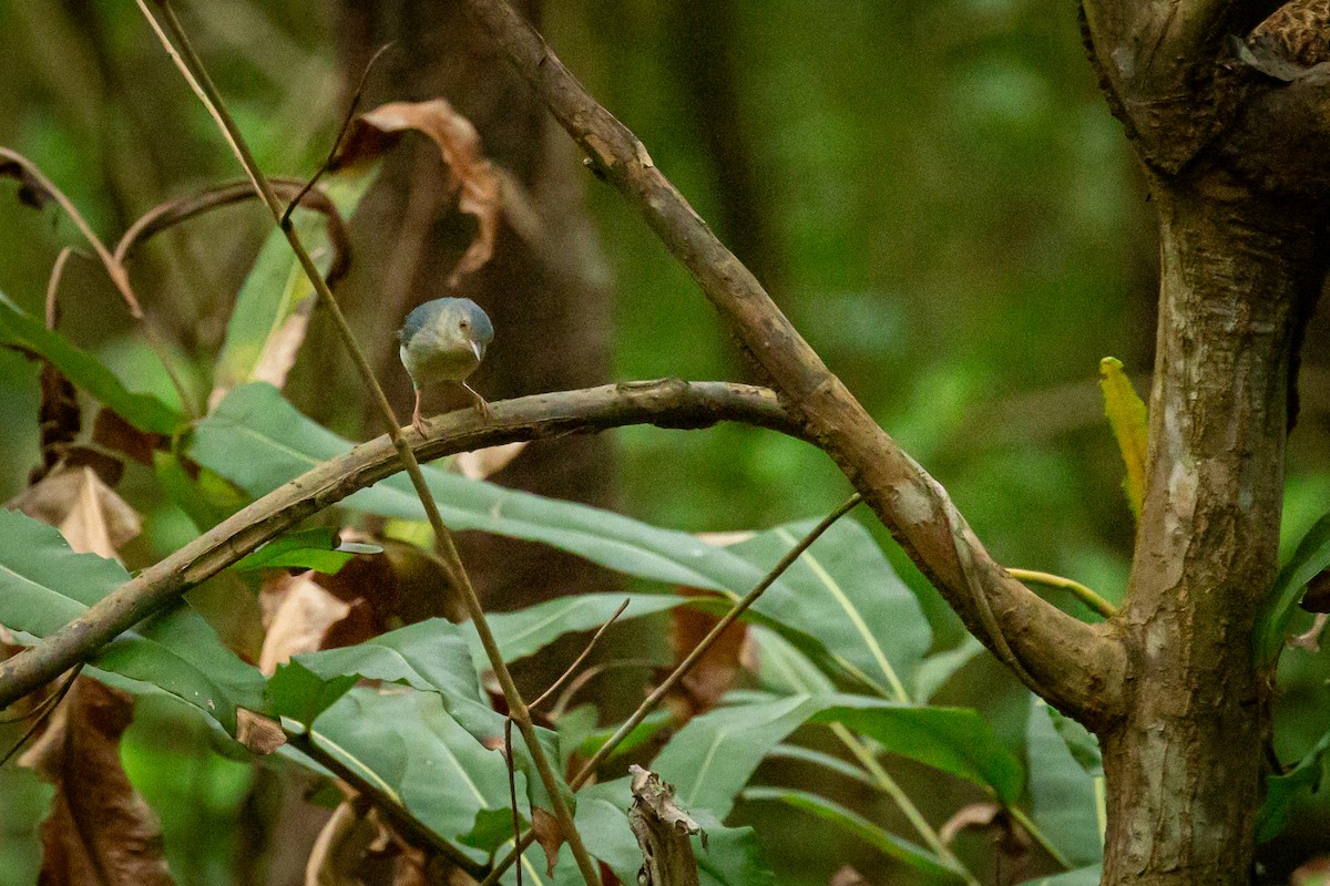 Bicolored Conebill - ML638182889