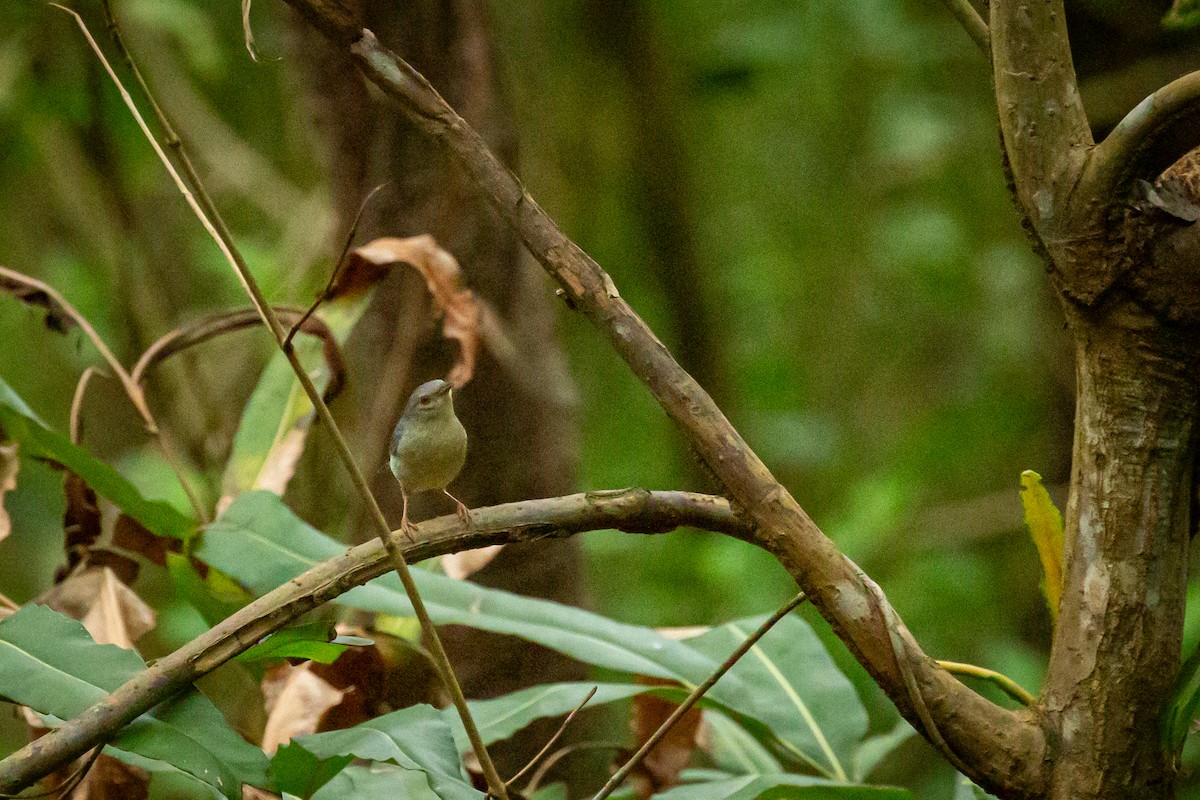 Bicolored Conebill - ML638182890