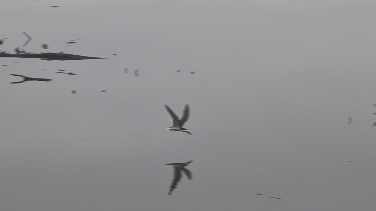 Black Skimmer - ML638182893