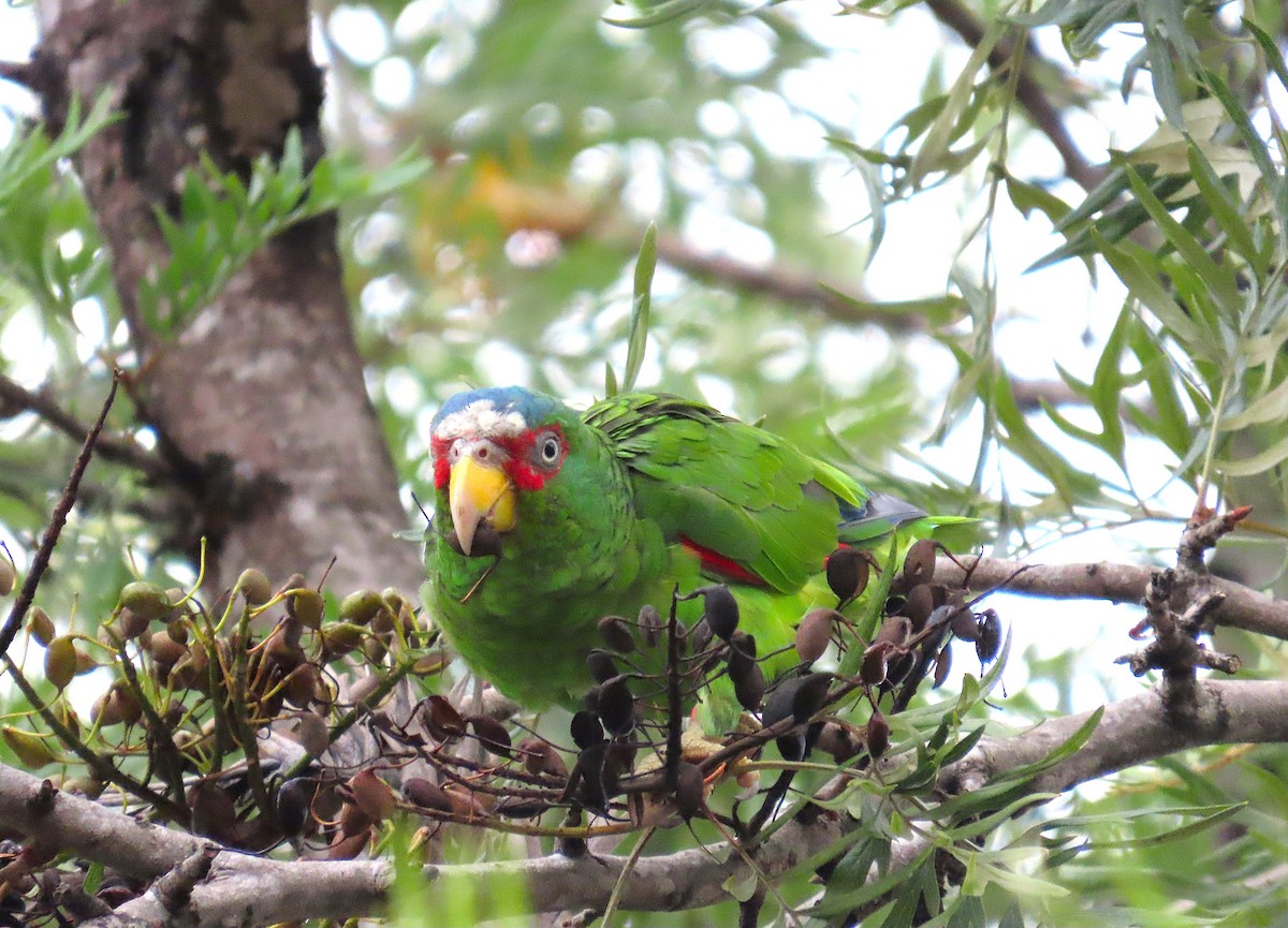 White-fronted Amazon - ML638182898