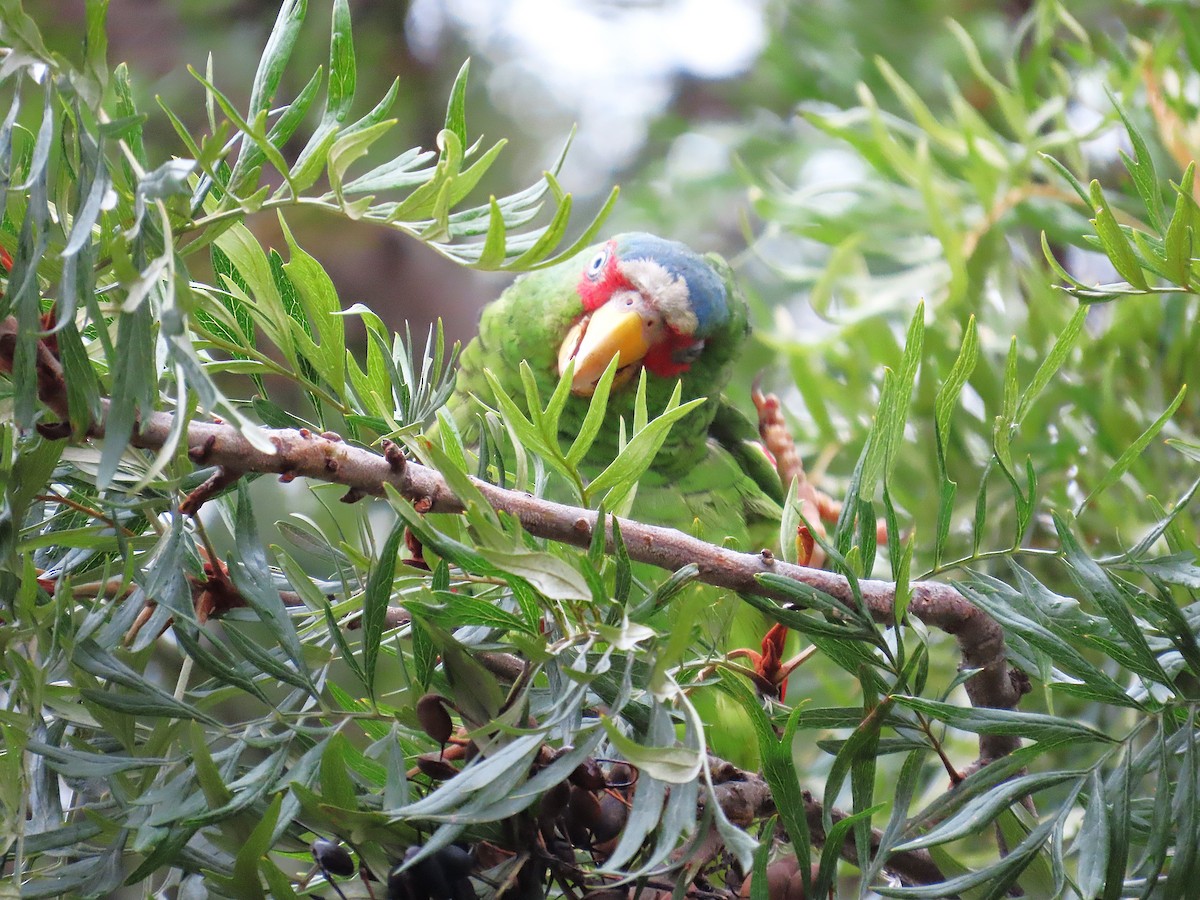 White-fronted Amazon - ML638182899