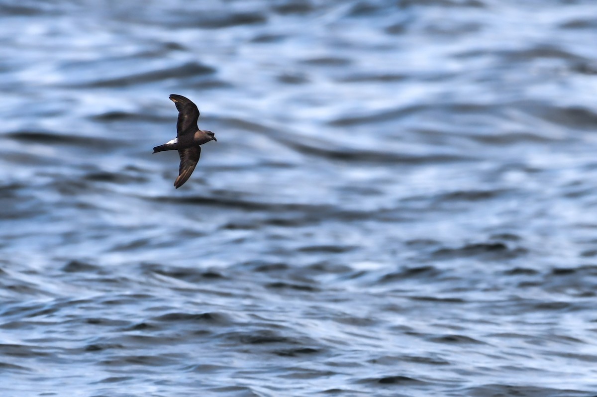 Band-rumped Storm-Petrel - ML638182909