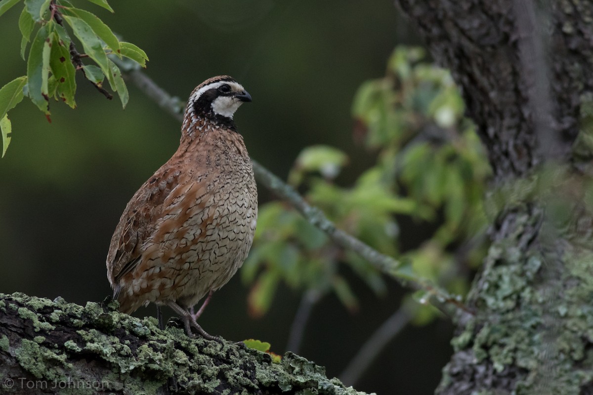 Northern Bobwhite - ML63818291