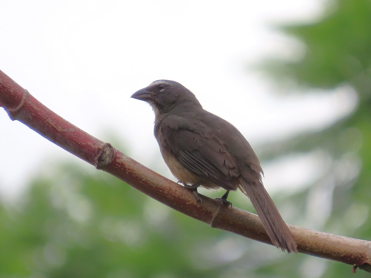 Cinnamon-bellied Saltator - ML638182959