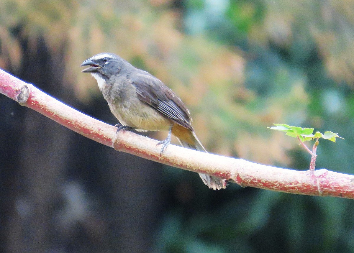 Cinnamon-bellied Saltator - ML638182960