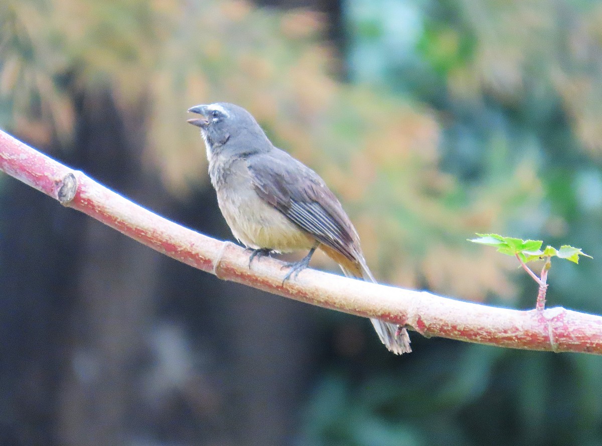 Cinnamon-bellied Saltator - ML638182961