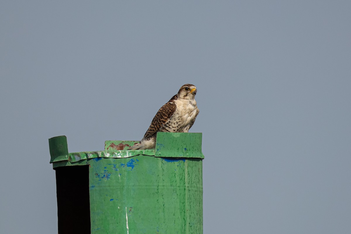 Saker Falcon - ML638183003