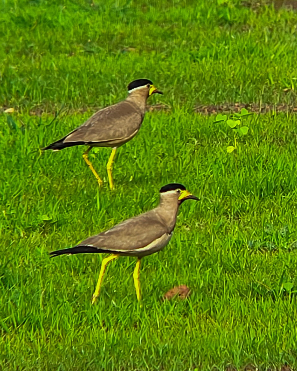 Yellow-wattled Lapwing - ML638183006
